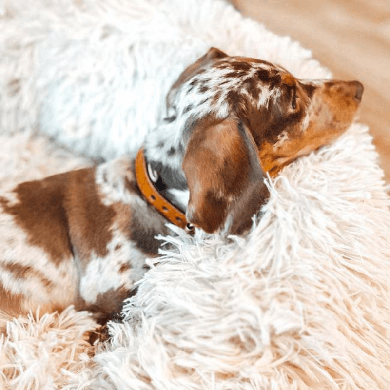 PawisitivePals™️ Premium Dog Calming Bed