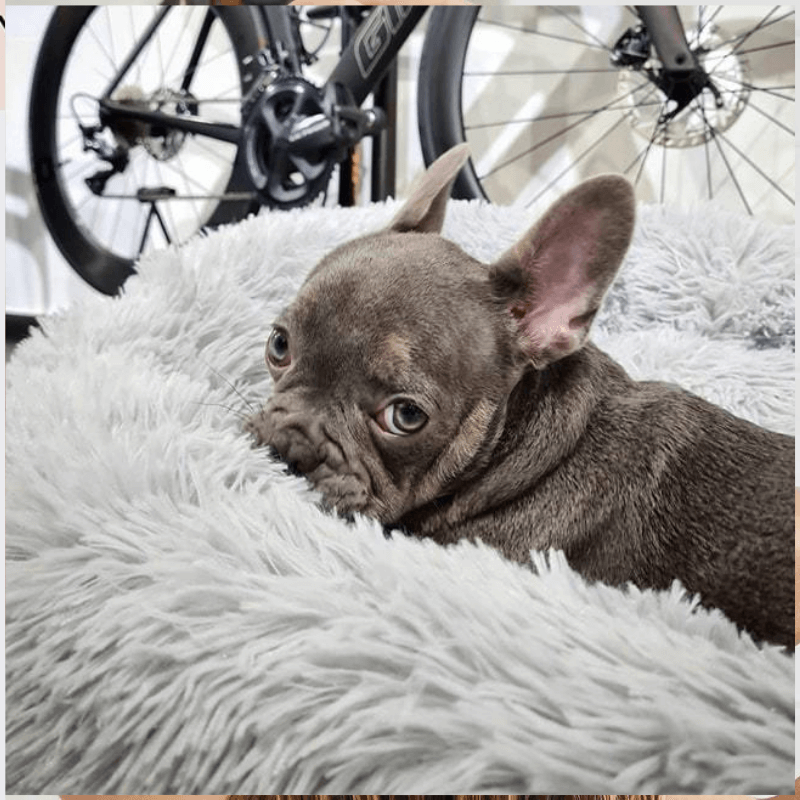PawisitivePals™️ Premium Dog Calming Bed