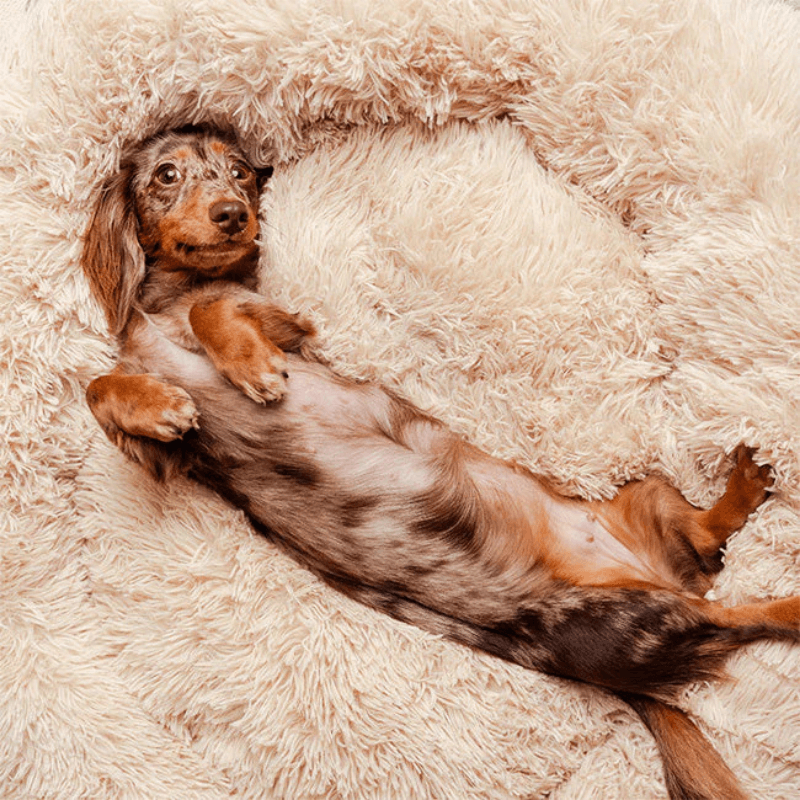 PawisitivePals™️ Premium Dog Calming Bed